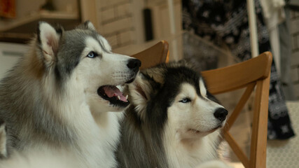 Siberian Husky with blue eyes.