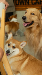 Joyful corgi with his friends