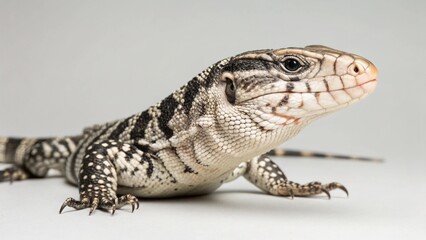 Fototapeta premium Argentine Black and White Tegu on studio background 