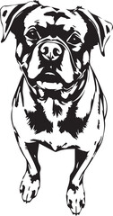 Rottweiler dog. Hand drawn vector illustration