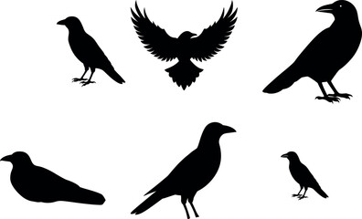 Vector, isolated black silhouette bird, crow collection