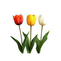 Three Colorful Tulips on Transparent background