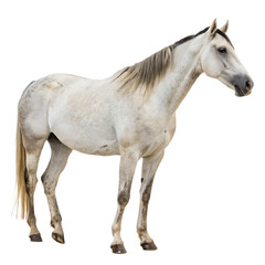 Fototapeta premium Horse isolated on a transparent background