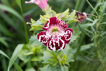 Beautiful Monkey Flower (Mimulus x hybridus) in garden.