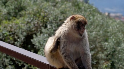 Barbary macaque sitting on a railing contemplating the Strait of Gibraltar in Gibraltar