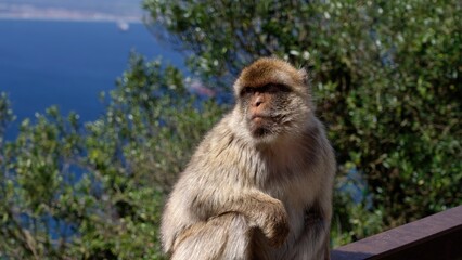 Barbary macaque sitting on a railing contemplating the Strait of Gibraltar in Gibraltar