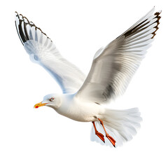 Bird-Inspired Objects and Wildlife Isolated on White Background