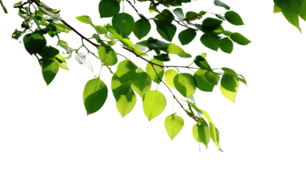 Sunlight Filtering Through Leaves: A delicate branch of vibrant green leaves is bathed in sunlight, showcasing the intricate textures and patterns of nature, a serene and peaceful image.