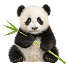 Fototapeta premium A young panda holding a piece of bamboo, showcasing its adorable features and playful demeanor.