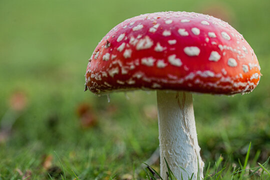 Fly Agaric Toadstools on North Leigh Common, Oxfordshire, photographed on 30th October 2010 By Peter Greenway Using A Canon 5D Mk2.