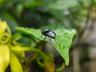 Flies with red eyes and thin wings perched on fresh green leaves after rain, with natural blur background. This type is often seen flying in kitchens, cages, trash cans, etc.
