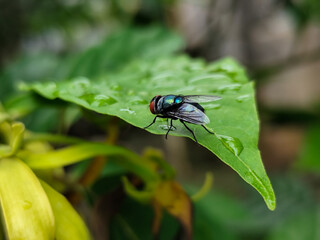 Flies with red eyes and thin wings perched on fresh green leaves after rain, with natural blur background. This type is often seen flying in kitchens, cages, trash cans, etc.