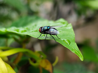 Flies with red eyes and thin wings perched on fresh green leaves after rain, with natural blur...