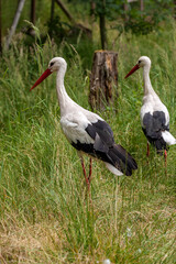 white stork ciconia