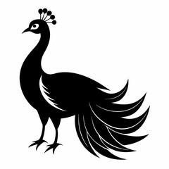Fototapeta premium Peacock Silhouette – Clean Vector Art