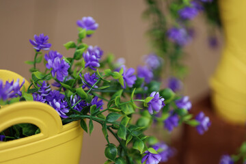 Close-up violet flowers in Yellow rubber boots on the veranda of a country house. A symbol of the end of winter and the beginning of spring. The composition is in a rustic style with seasonal flow