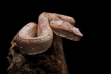 Brown wood snake isolated on black background, deadly high venomous snake, trimeresurus puniceus, animal close up
