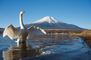 Majestic swan spreading wings in lake Yamanaka with Mount Fuji in background
