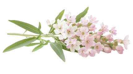 Branch of pink flowers showcasing their delicate petals and natural beauty against a soft background of greenery