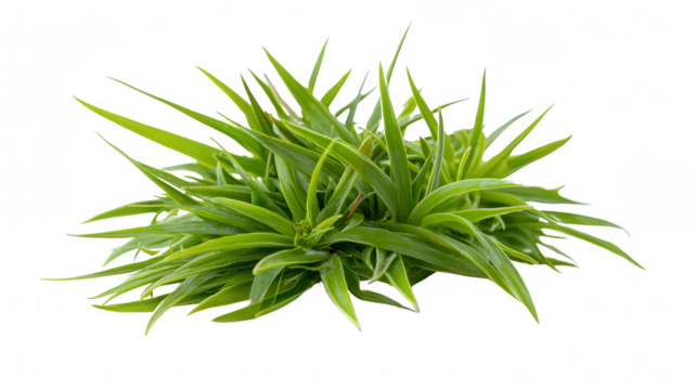 An elegant green plant with lush leaves showcasing its rich color and texture against a neutral background