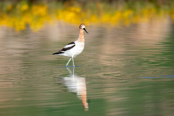 American avocet in shallow water shining bright at sunset with yellow wildflowers in the background