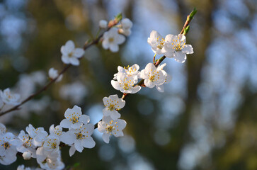 Prunus insititia during spring blooming . Spring white flowering plum tree branch isolated against blue sky background. Awakening of nature, spring environment. Free copy space. .