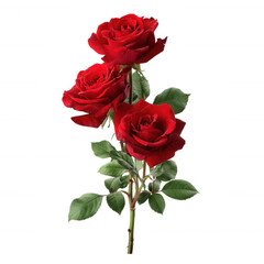 Beautiful Red Rose Bouquet Isolated on Transparent Background