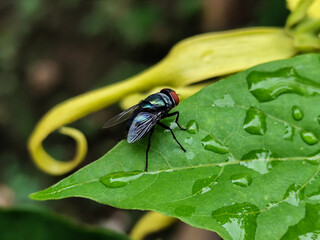 Flies with red eyes and thin wings perched on fresh green leaves after rain, with natural blur background. This type is often seen flying in kitchens, cages, trash cans, etc.