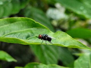 Flies with red eyes and thin wings perched on fresh green leaves after rain, with natural blur background. This type is often seen flying in kitchens, cages, trash cans, etc.
