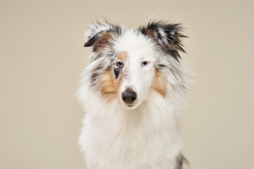 Fototapeta premium A Shelti stares directly at the camera, framed by a beige background. The close-up highlights its fluffy coat and striking facial features.