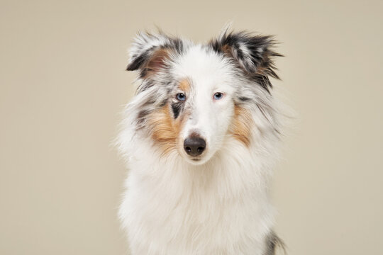 A Shelti stares directly at the camera, framed by a beige background. The close-up highlights its fluffy coat and striking facial features.