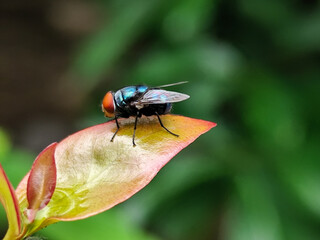 Flies with red eyes and thin wings perched on fresh green leaves after rain, with natural blur background. This type is often seen flying in kitchens, cages, trash cans, etc.