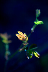 Colorful spring plants on nature background