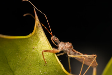 Punaise Nagusta goedelii sur une feuille dans son environnement naturel