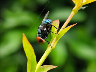 Flies with red eyes and thin wings perched on fresh green leaves after rain, with natural blur background. This type is often seen flying in kitchens, cages, trash cans, etc.
