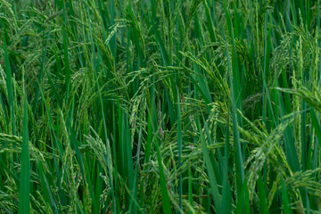 Rice field in countryside of Indonesia