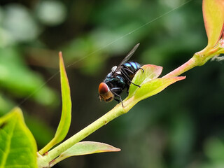 Flies with red eyes and thin wings perched on fresh green leaves after rain, with natural blur background. This type is often seen flying in kitchens, cages, trash cans, etc.