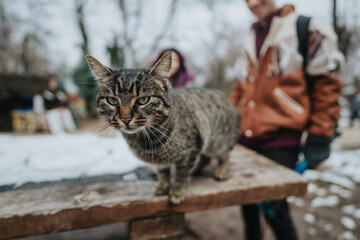 A close-up view of a tabby cat on a wooden bench, with blurred figures in the snowy background, evoking a sense of connection with nature and companionship.