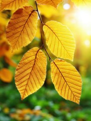 Fototapeta premium Golden leaves shining in warm autumn sunlight