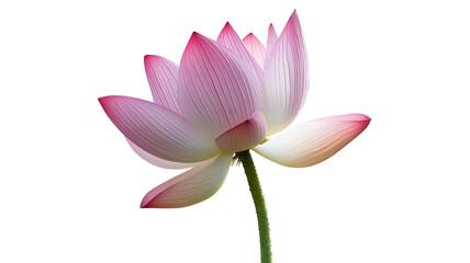 Fototapeta premium A single pink flower with a white stem. The flower is the main focus of the image. The flower is in the center of the image and is surrounded by a white background