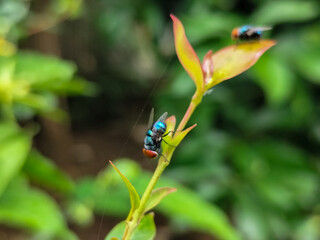 Flies with red eyes and thin wings perched on fresh green leaves after rain, with natural blur background. This type is often seen flying in kitchens, cages, trash cans, etc.