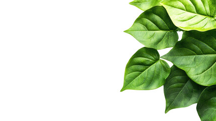 Obraz premium Beautiful plant with green leaves showcased in a clear black background highlighting the intricacies of nature