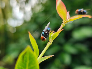Flies with red eyes and thin wings perched on fresh green leaves after rain, with natural blur background. This type is often seen flying in kitchens, cages, trash cans, etc.