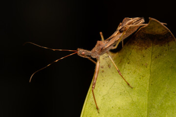 Punaise Nagusta goedelii sur une feuille dans son environnement naturel