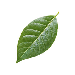 Obraz premium Single Green Leaf Isolated on Transparent background