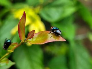Flies with red eyes and thin wings perched on fresh green leaves after rain, with natural blur background. This type is often seen flying in kitchens, cages, trash cans, etc.