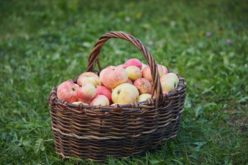 Basket with red apples on green grass