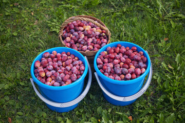 Plums in buckets on green grass, close-up