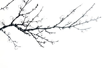 Elegant Plum Blossom Branch Ink Painting Springtime Nature Art Design