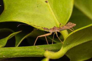 Punaise Nagusta goedelii sur une feuille dans son environnement naturel